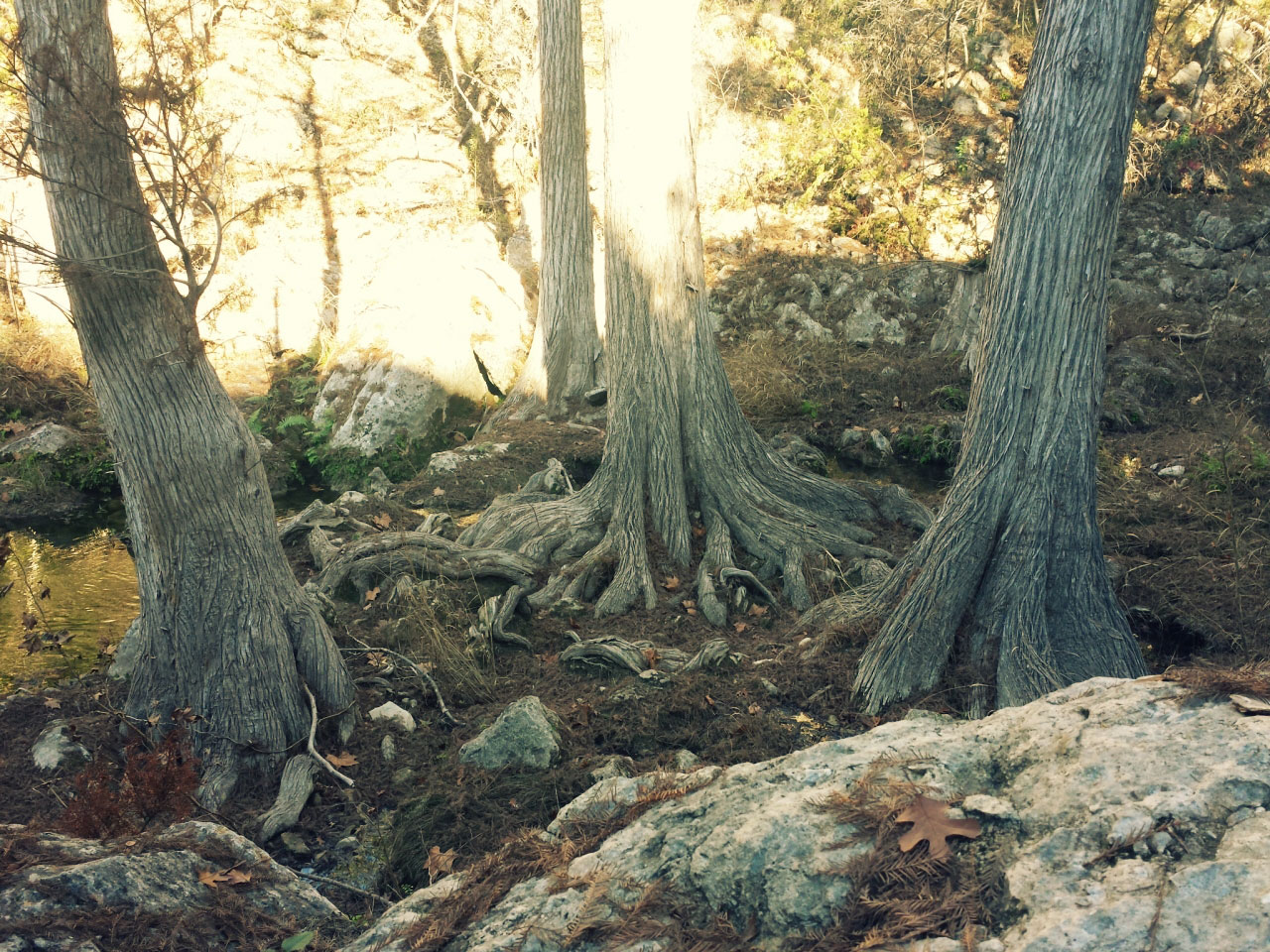 HamiltonPool20141215144824328